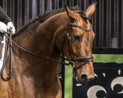 dressage horse Scolari Nera (Hanoverian, 2015, from Scolari)