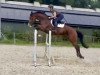 jumper Maxima Cb (German Sport Horse, 2017, from Mochito)