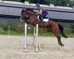 jumper Maxima Cb (German Sport Horse, 2017, from Mochito)