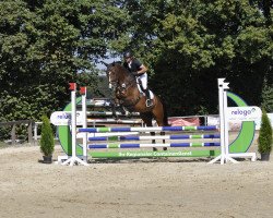 jumper Quino N (Oldenburg show jumper, 2018, from Quibery 3)