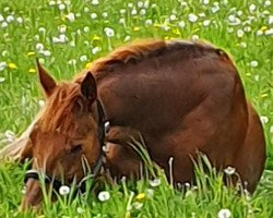 Springpferd Ambitious B (Irish Sport Horse, 2008, von O-Piloth)