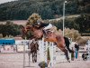 jumper Contino S 3 (Hanoverian, 2017, from Conteur)