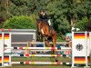 jumper Chabalou 5 (Oldenburg show jumper, 2016, from L.b. Casanova)