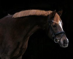 broodmare Doreen BE (German Riding Pony, 2010, from Domingo)