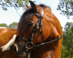 Dressurpferd Lilly (Shetland Pony, 2013)