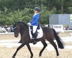 Deckhengst Bad Boy Boogie Hs (Deutsches Reitpony, 2017, von Benetton S)