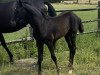 dressage horse Total Jack v.S. (German Warmblood, 2023, from Total McLaren)
