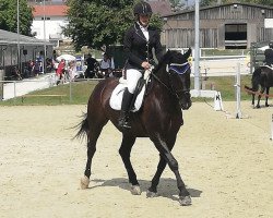 dressage horse Herkules (Polish Warmblood, 2018)