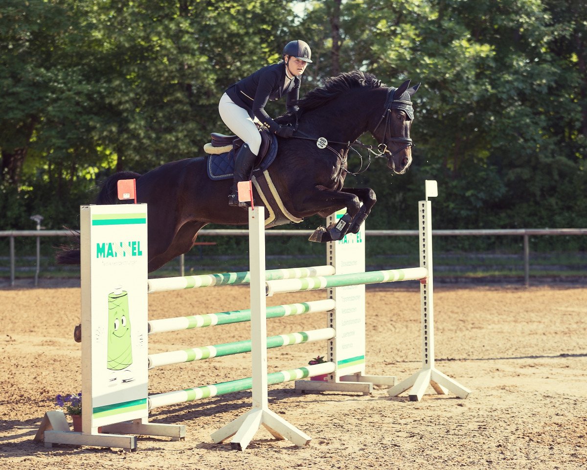 jumper Crumpler (Hanoverian, 2014, from Cador 5)