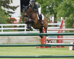 jumper Diamond M (KWPN (Royal Dutch Sporthorse), 2008, from Numero Uno)