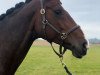 dressage horse Shari Ann (Oldenburg, 2012, from Birkhof's Sirtaki)