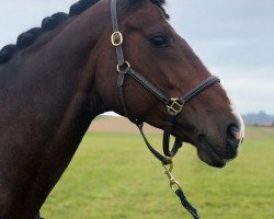 dressage horse Shari Ann (Oldenburg, 2012, from Birkhof's Sirtaki)