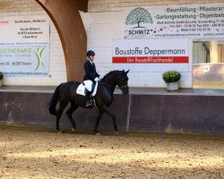 dressage horse Violet Sky (German Sport Horse, 2016, from Viscount 22)