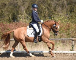 dressage horse Dornik's Diamond K (German Riding Pony, 2015, from Dornik B)