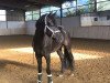 dressage horse Fantastic Blue Sky (Hanoverian, 2017, from Fürstenball)