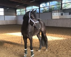 dressage horse Fantastic Blue Sky (Hanoverian, 2017, from Fürstenball)