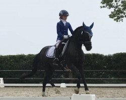 dressage horse Turbo 26 (German Riding Pony, 1999, from Tizian)