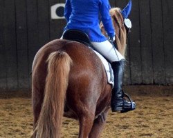 dressage horse Yakari (Welsh mountain pony (SEK.A), 2009)