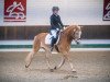 Dressurpferd Sam 1190 (Haflinger, 2017, von Strauss)