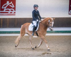 dressage horse Sam 1190 (Haflinger, 2017, from Strauss)