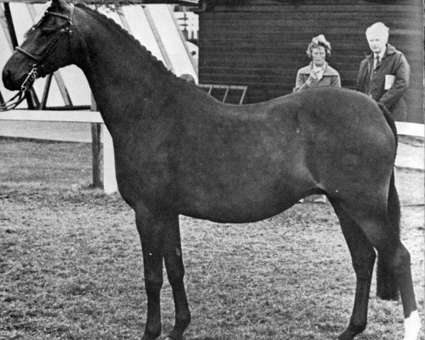 broodmare Pendley Maypole (Welsh Partbred, 1969, from Pendley Model)