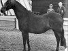 Zuchtstute Pendley Maypole (Welsh Partbred, 1969, von Pendley Model)