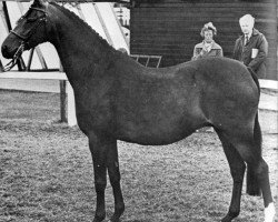 Zuchtstute Pendley Maypole (Welsh Partbred, 1969, von Pendley Model)