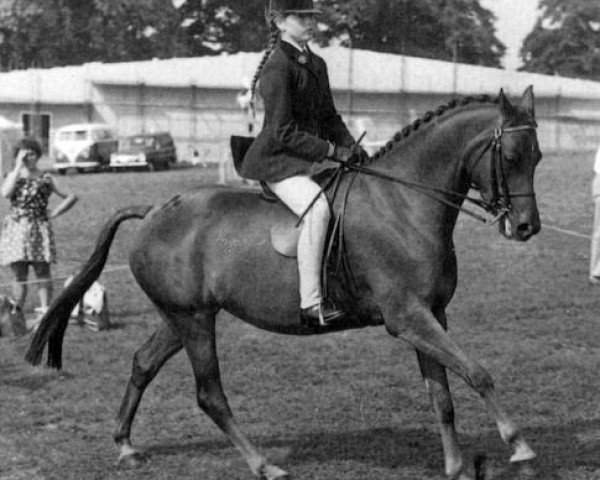 Zuchtstute Forge Sarabande (British Riding Pony, 1966, von Mcgredy xx)