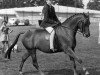 Zuchtstute Forge Sarabande (British Riding Pony, 1966, von Mcgredy xx)