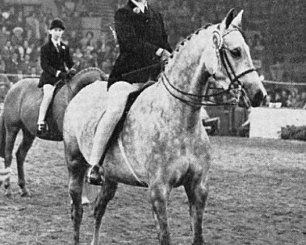 broodmare Cusop Giselle (British Riding Pony, 1964, from Bwlch Valentino)