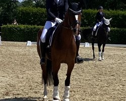 horse Fenne FVE (anglo european sporthorse, 2018, from MDH Florishall FVE)