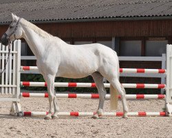 broodmare Bella Boebs S (Holsteiner, 2007, from Boritas)