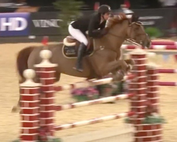 jumper Touchable (Irish Sport Horse, 2001, from Touchdown)