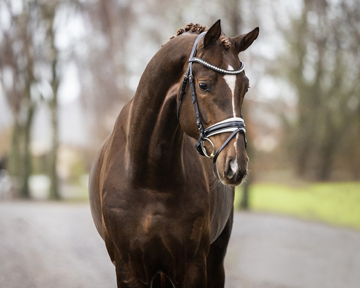 Deckhengst For Royalty (Hannoveraner, 2020, von For Romance I)