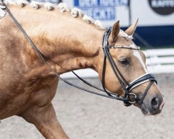 dressage horse Dreamlike (German Riding Pony, 2018, from FS Don't Worry)