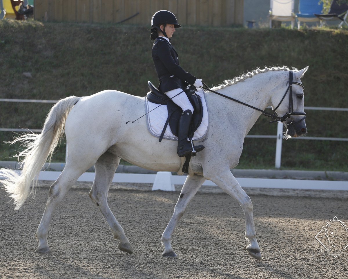 Springpferd Cadeau de Corrado Rm (Holsteiner, 2011, von Hengst von Corrado I)