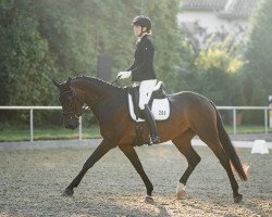 dressage horse Rubinia S (Westphalian, 2017, from Rocco Granata)