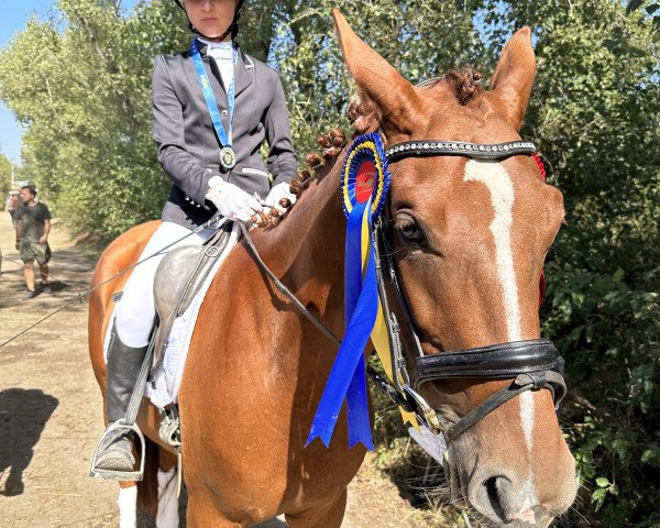 dressage horse Be Happy 4 (Oldenburg, 2019)