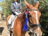 dressage horse Be Happy 4 (Oldenburg, 2019)