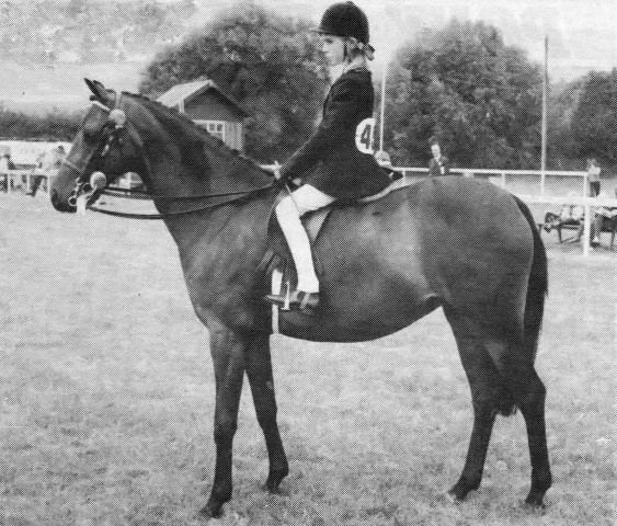 horse Mirth (British Riding Pony, 1964, from Bwlch Zephyr)