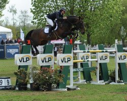 stallion Elvis Ter Putte (Belgian Warmblood, 2004, from Diamant de Semilly)