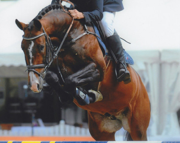 stallion Lenett (Holsteiner, 2007, from Loran)