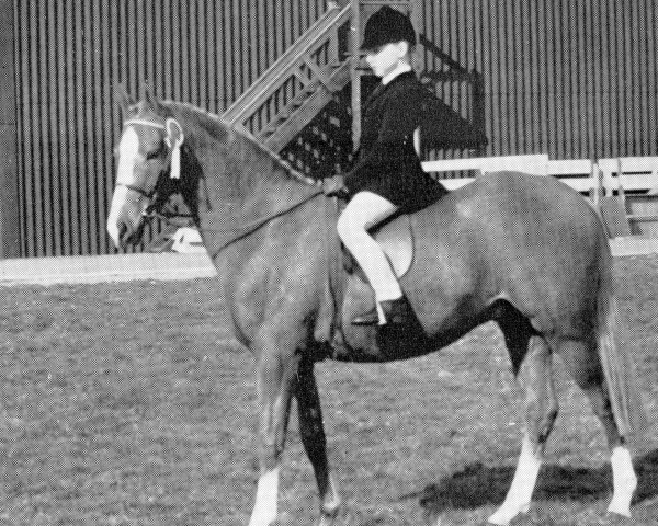 horse Arden Valhalla (British Riding Pony, 1966, from Creden Valhalla)