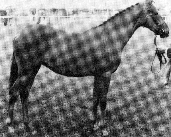 horse Towyvalley Hawfinch (British Riding Pony,  , from Tanner Mercury)