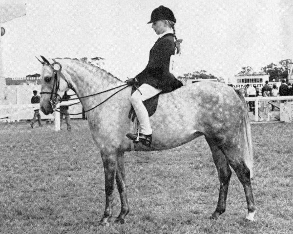 broodmare Sinton Samite (British Riding Pony, 1965, from Bwlch Hill Wind)