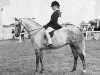 broodmare Sinton Samite (British Riding Pony, 1965, from Bwlch Hill Wind)