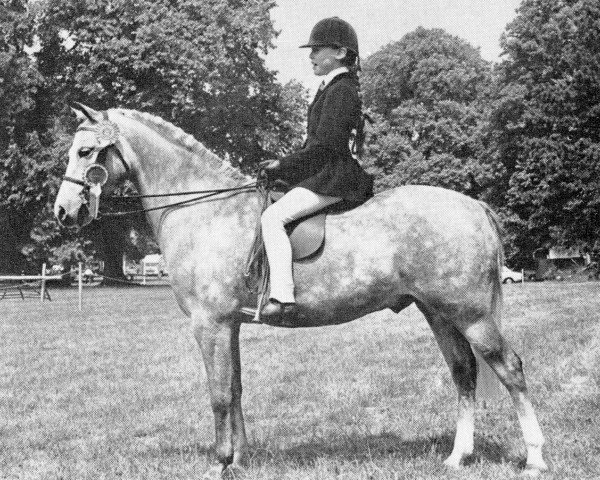 horse Sarnau Royal Crusader (British Riding Pony, 1964, from Solway Master Bronze)