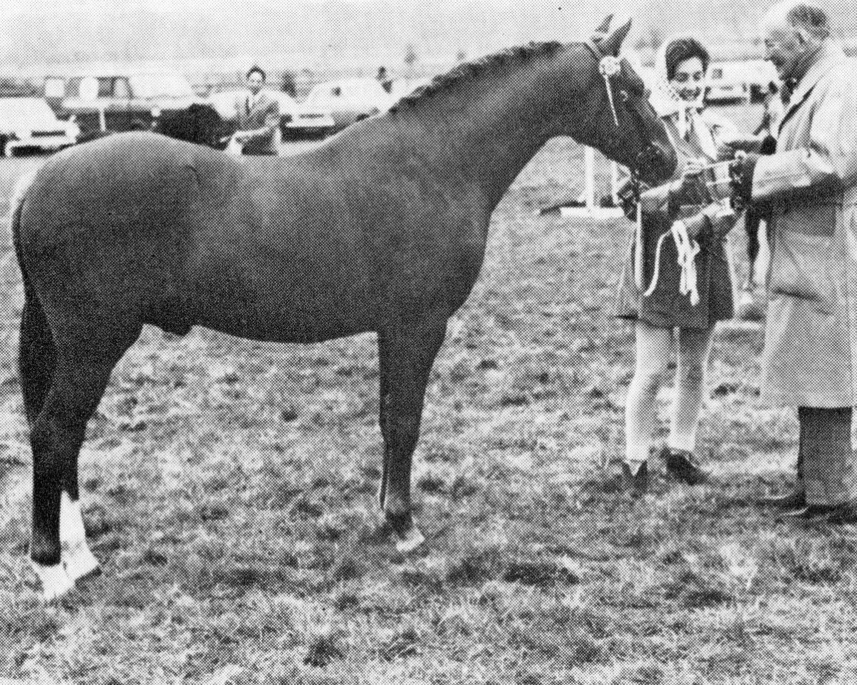 Deckhengst Pendley Model (Welsh Partbred, 1967, von Solway Master Bronze)