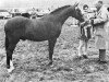 stallion Pendley Model (Welsh Partbred, 1967, from Solway Master Bronze)