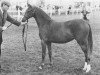 broodmare Party Spirit (British Riding Pony,  , from Sarnau Royal Lord)